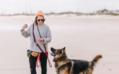What to look for in a dog walker?