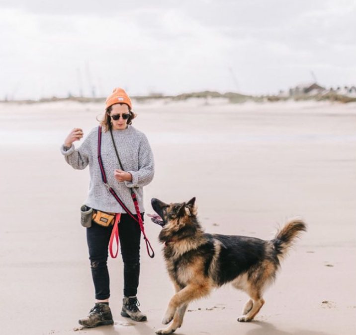 What to look for in a dog walker?