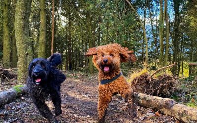 What happens when I sign up for walks with Jess Fox & Hound?