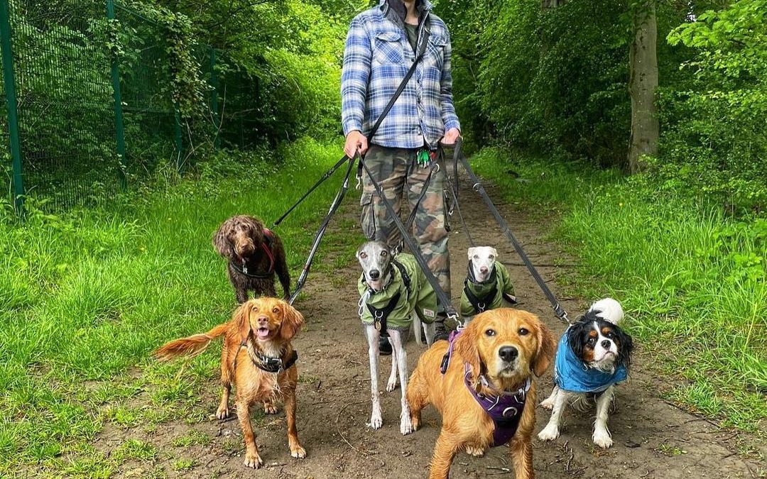 Who needs a dog walker?