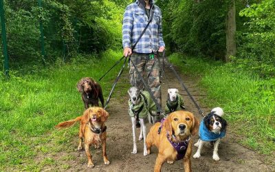 Who needs a dog walker?