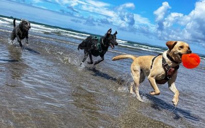Professional dog walking versus Doggy DayCare: what’s the difference?