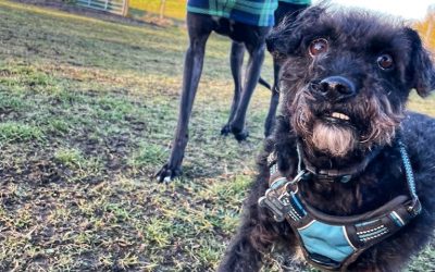 What is Socialisation?