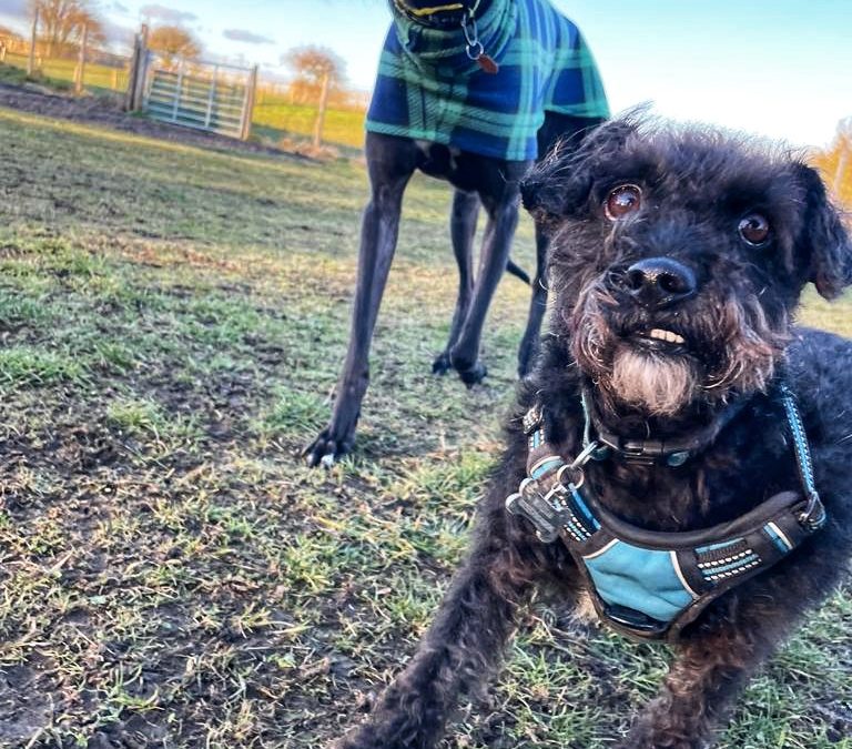 What is Socialisation?