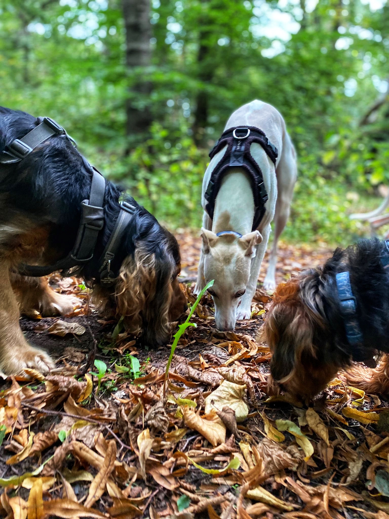 Three dogs gather around a pile of leaves and sniff