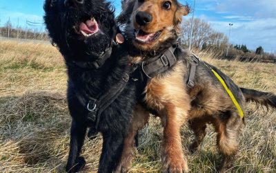 What makes a good dog walk?