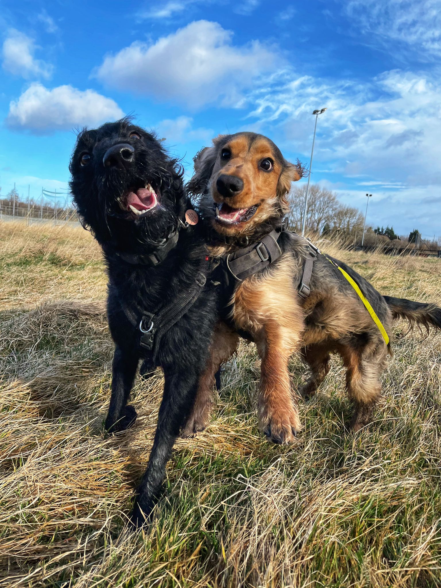 a spaniel and a labradoodle run next to each other with smiles on their faces