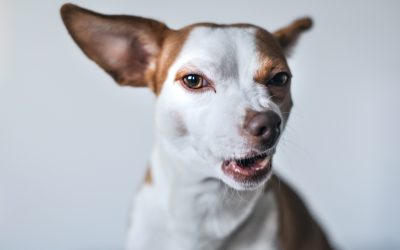 Dog Behaviourists vs Dog Trainers: What’s the Difference?